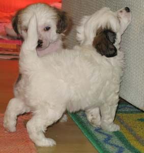 Prefix Hillary Clinton