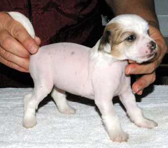 Oriental Jokes Diavola