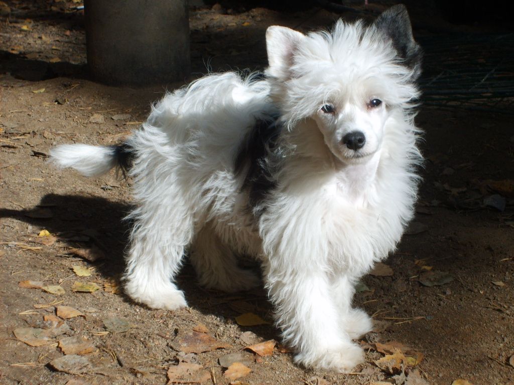 Proud Pony Obsession