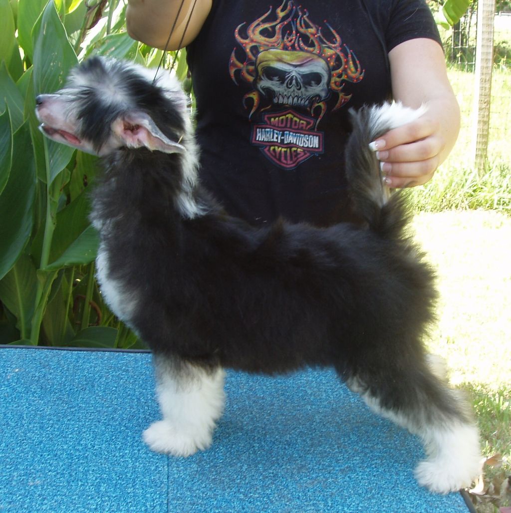 Kalan's Shot In The Dark 