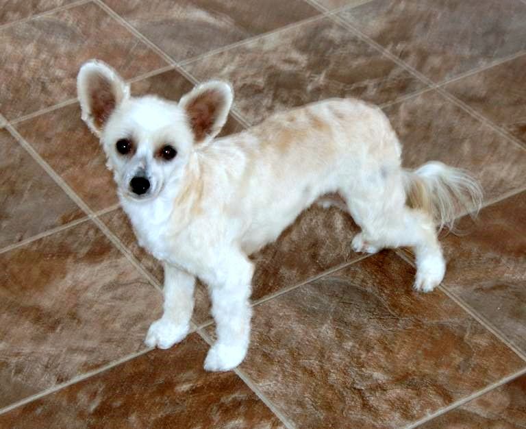 Crestyle Strike the Pose HL 