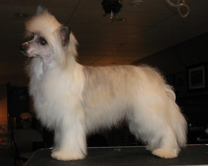 Crestyle Fancy Free PP