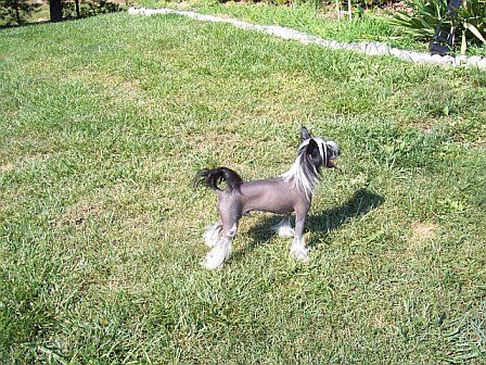 Rockin M Akoya Black Pearl