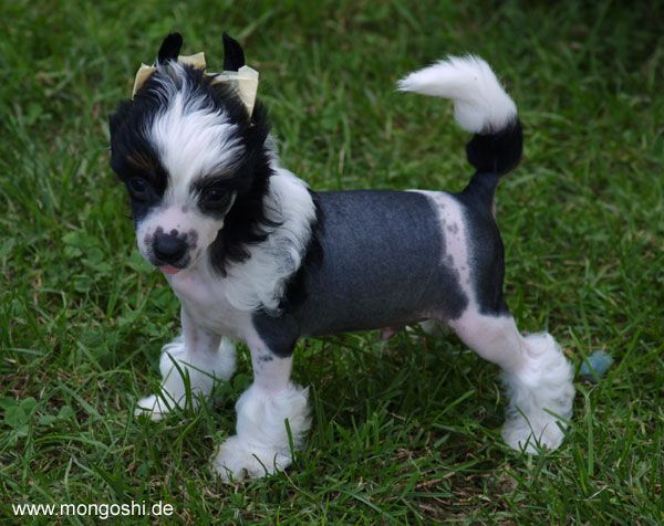 Born to Win  Mongoshi