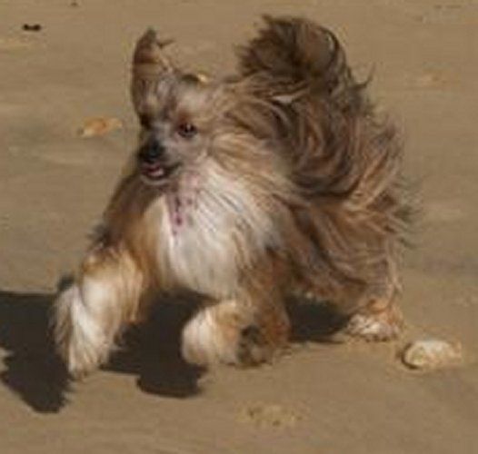 Hazard Top Model De Rama