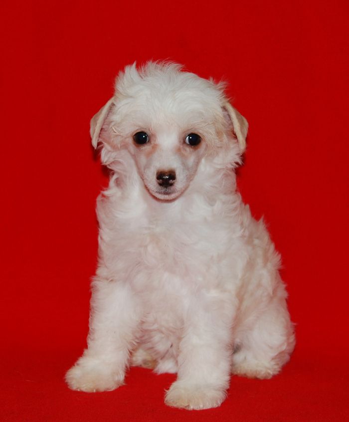 Volshebnaja Loshadka Aleksis