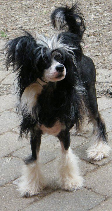 Doucai's Exotic Dreamer