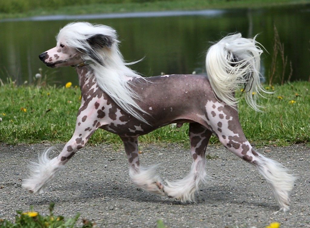 Local Hero's Funny's Faboulous