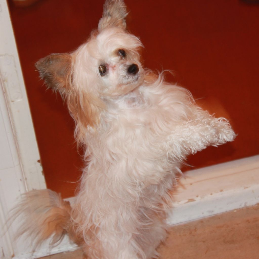 Cipracrest's Enchantingly Blond