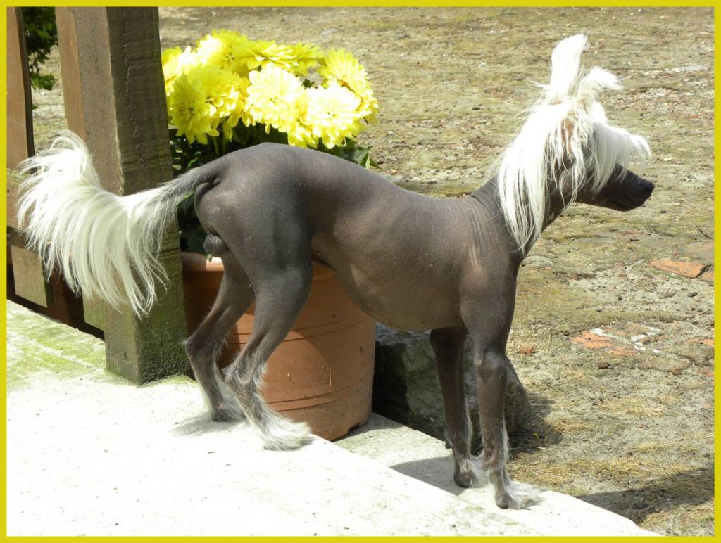 Freedom Fighter of Roxy's Pride