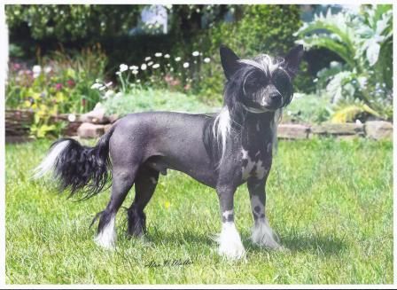 Fame and Fortune of Roxy's Pride in Scherzando