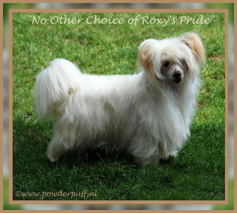 No Other Choice of Roxy's Pride