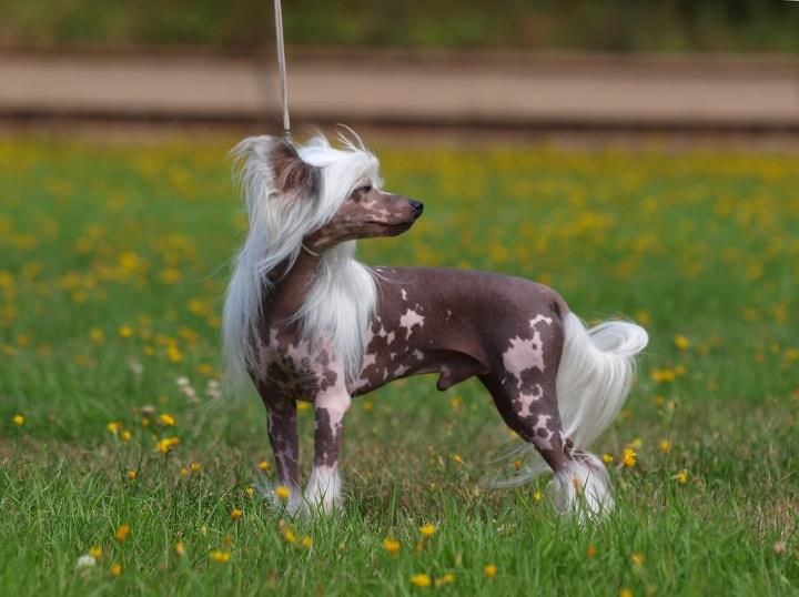 Zödra Gremlins Dalton