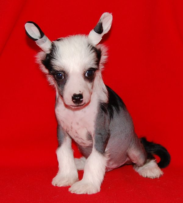 Volshebnaja Loshadka Bakkardi