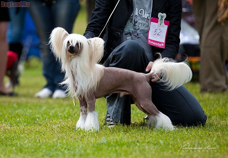 Volshebnaja Loshadka Bismark