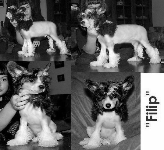 Forseti's Flying Carpet