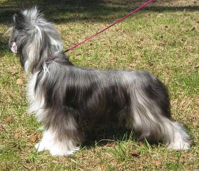 Forseti's A' Fairy Jasmine