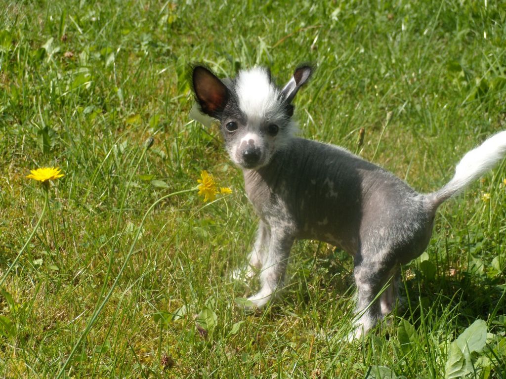 Treasure Guardians Black Devil