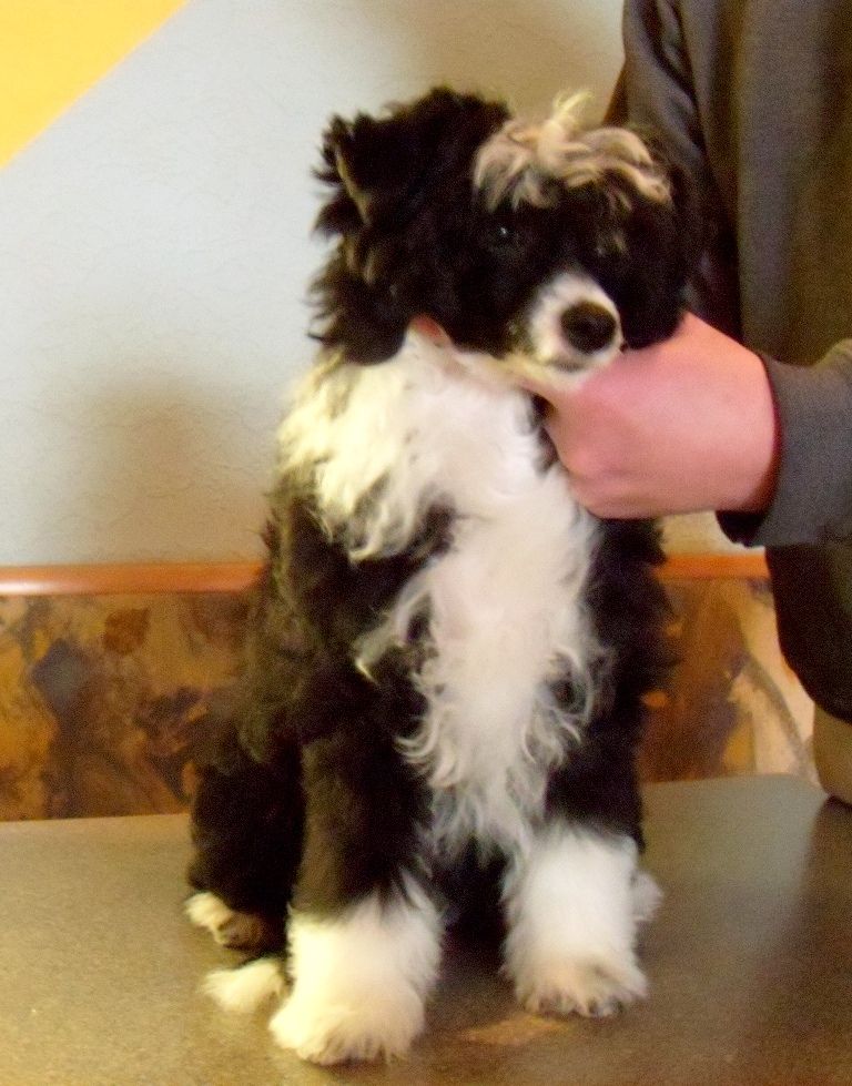 Treasure Guardians Black Magic Girl