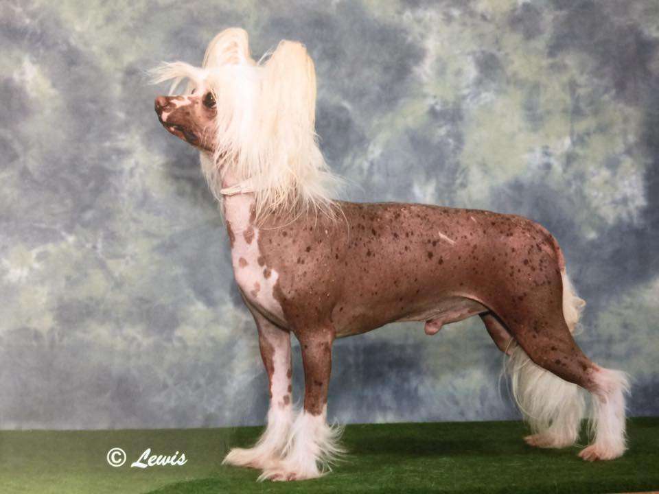 Konishiki All That Jazz