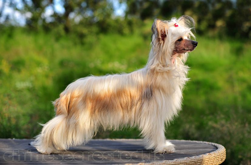 Konishiki A Star is Born