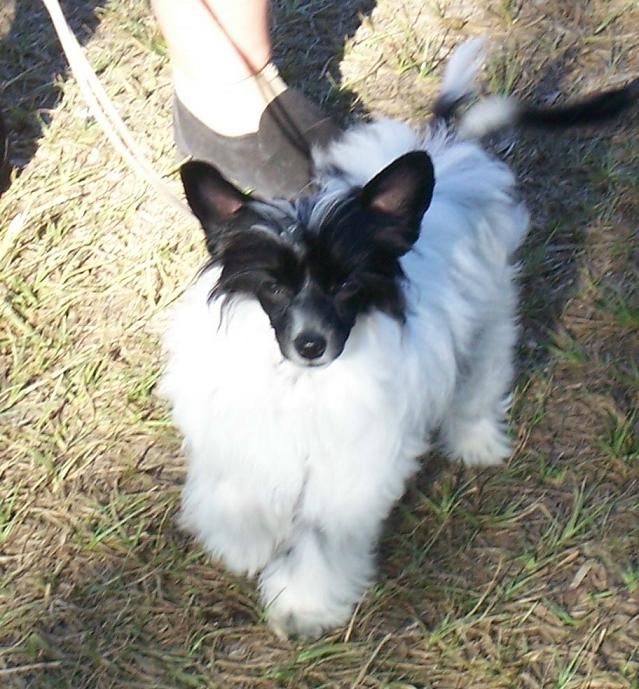 Sherabill Fox Onth Run