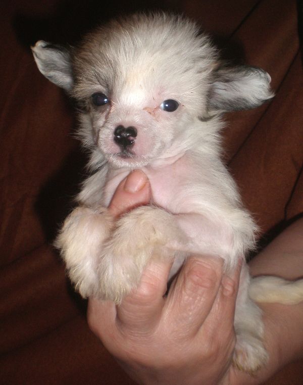 Vellar Pljus Fortuna