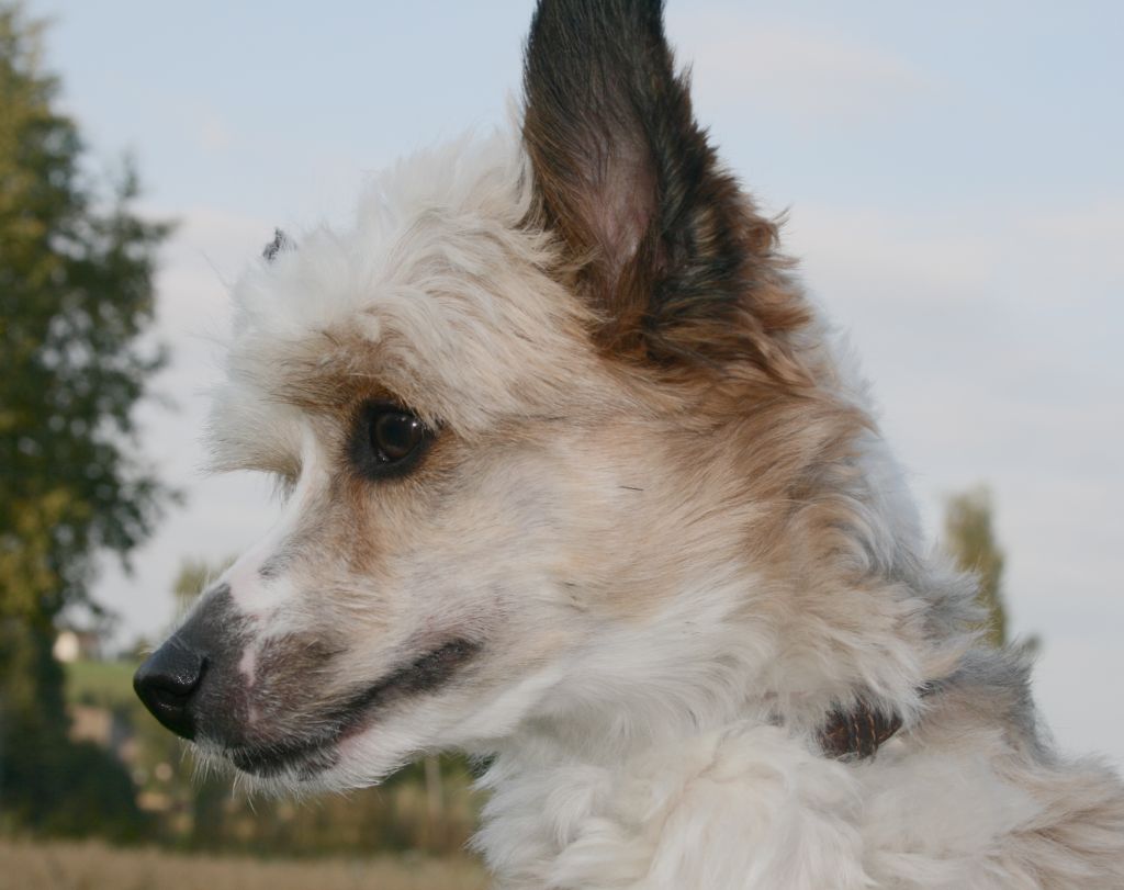 Ruben Randolph Avrina