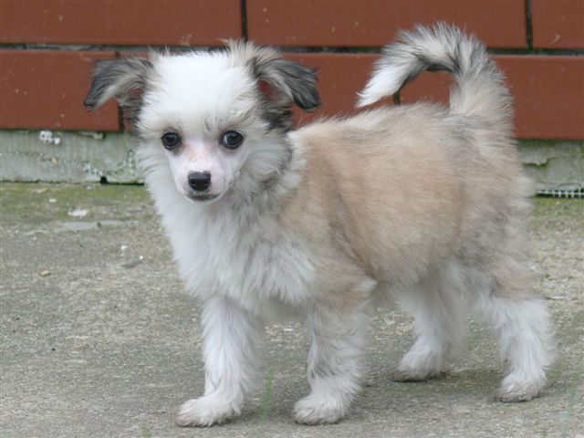 Karolinka Chrustowianki