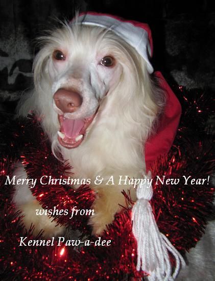 Hocus Pocus Next Germanika