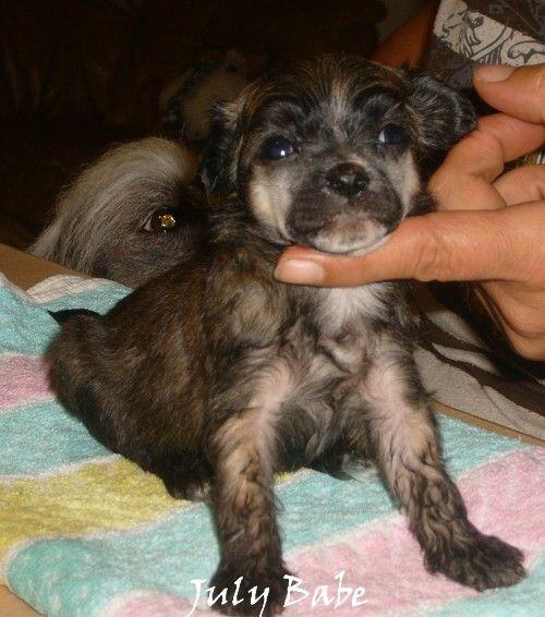 July Babe Garden Roses