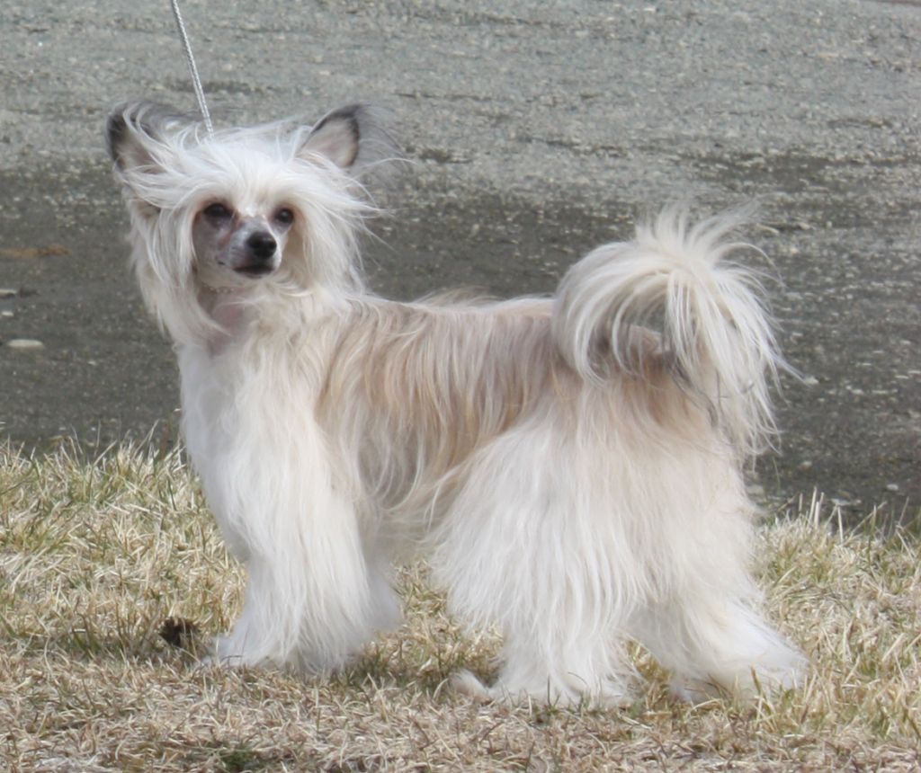 Shandor's Graceful Gucci