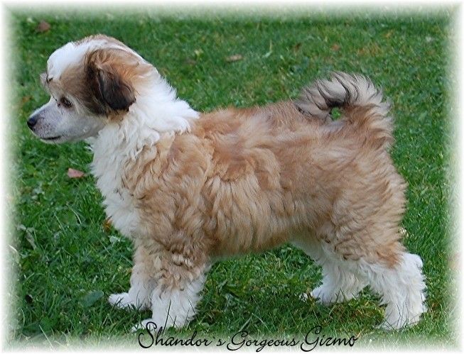 Shandor's Gorgeous Gizmo