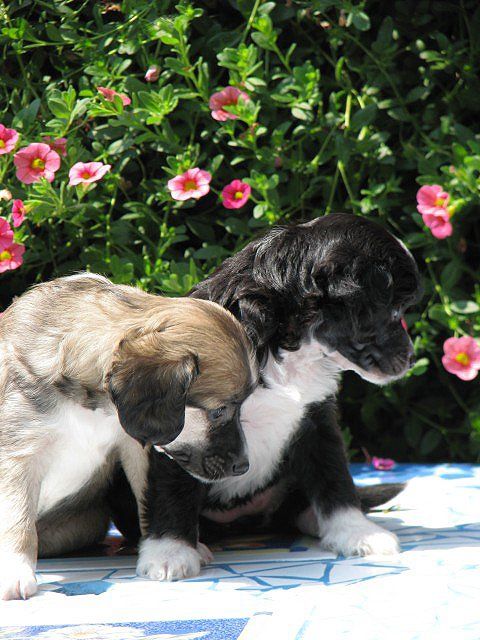 Babett Rodinna pouta