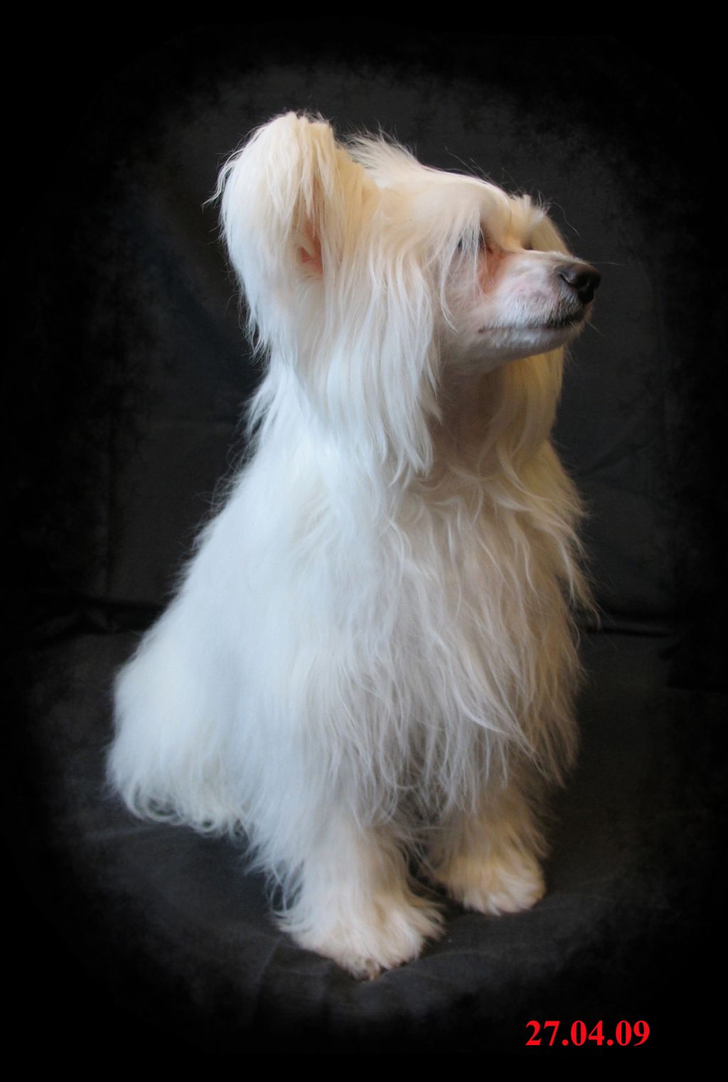 Crested Style Lion Orero Lovely