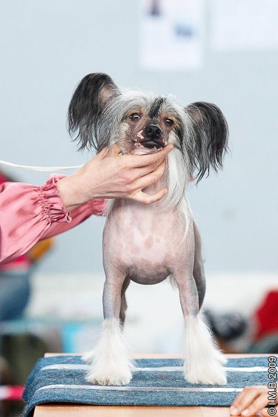 Fantastik Kashmir Easy Leader 