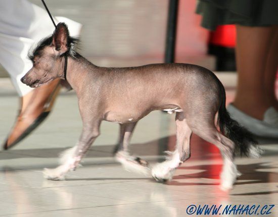 Bentley Silver Badius