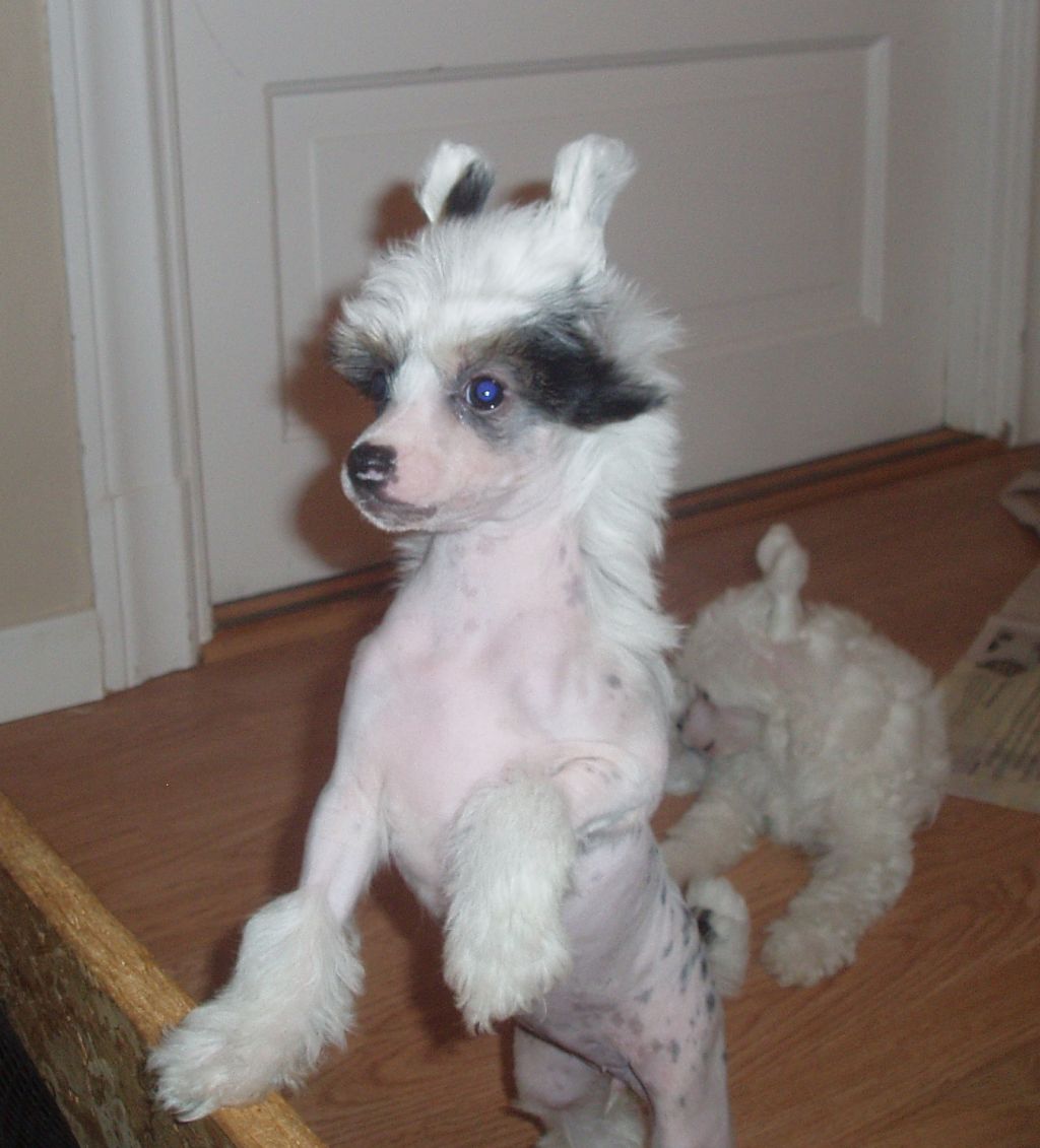 Cosplay's Rukia Kuchiki