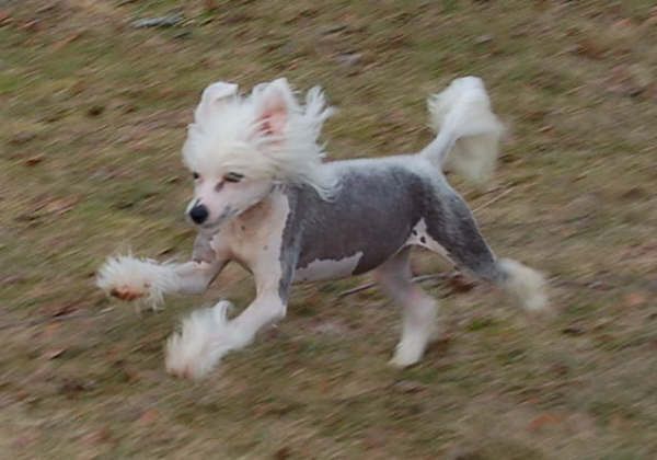 Qu-ya-va's Ocktavia Olympia