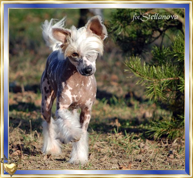 Sophia z Gangu Lysych