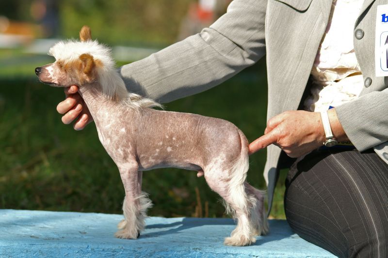 Salto z  Gangu Lysych