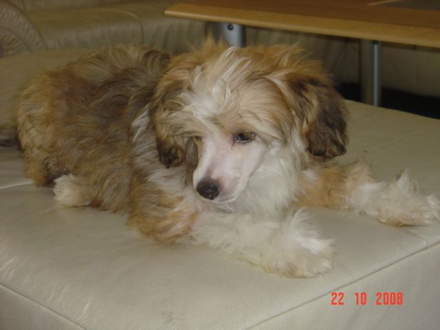 Sylvester  z   Gangu Lysych