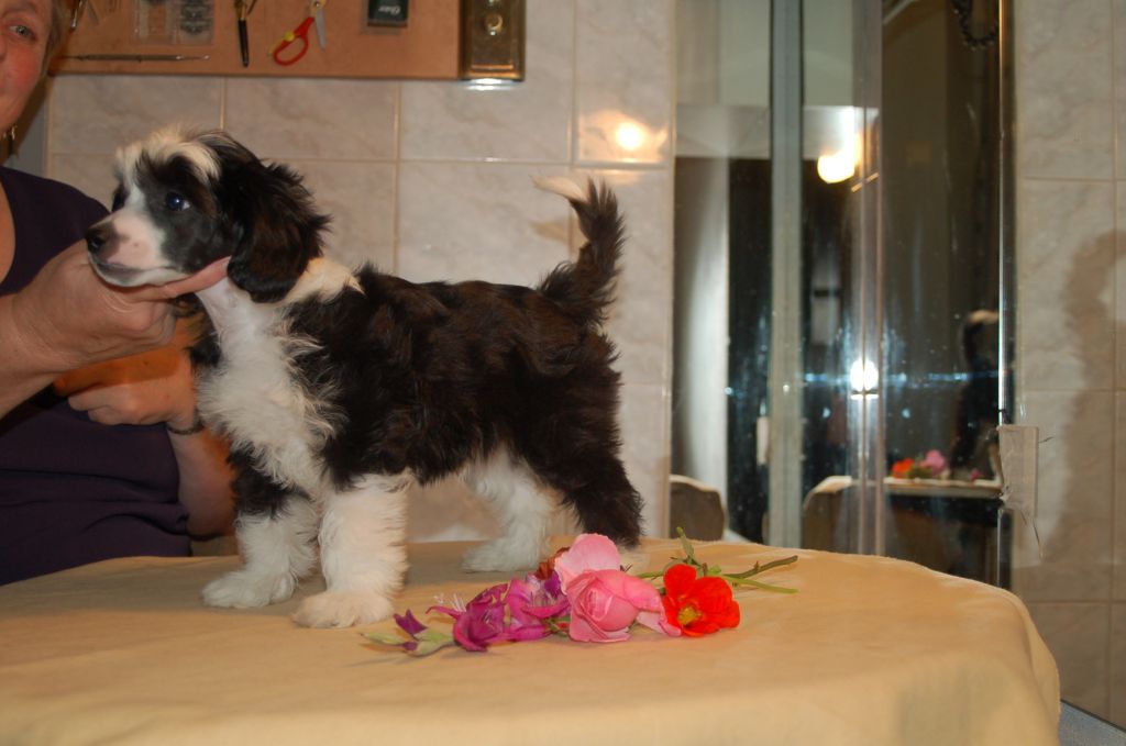 De La Mahafu's BeDe Black in Glenn