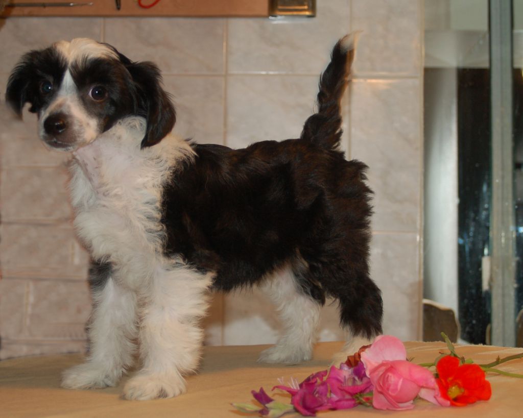 De La Mahafu's BeDe Black in Gerry