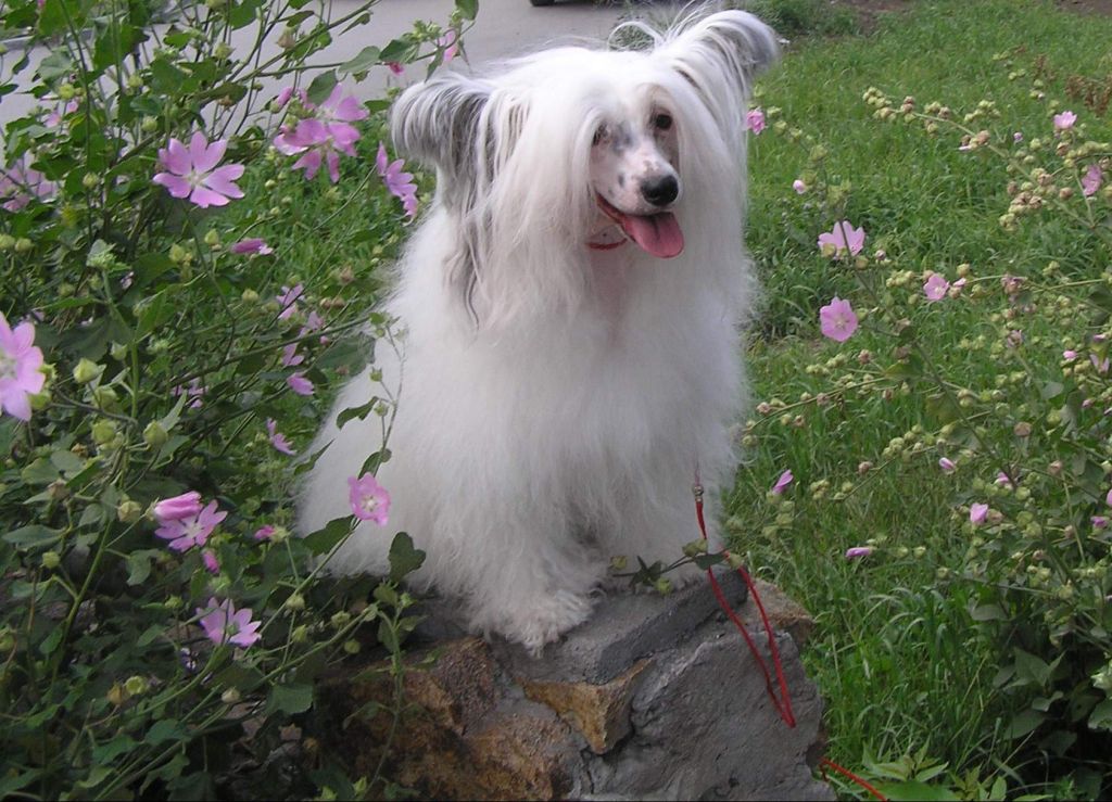 Leon Fleur de Lis Evredika