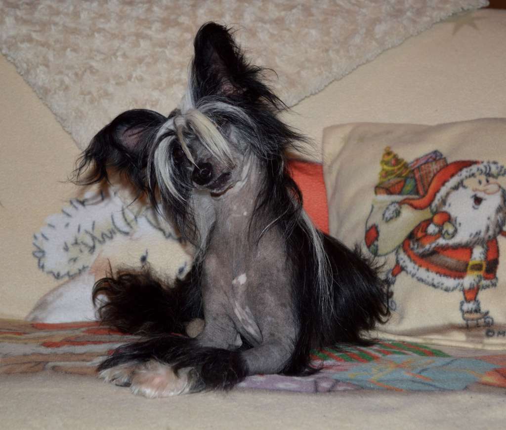 Stillmeadow Oil Me Spoil Me Peel Me a Grape