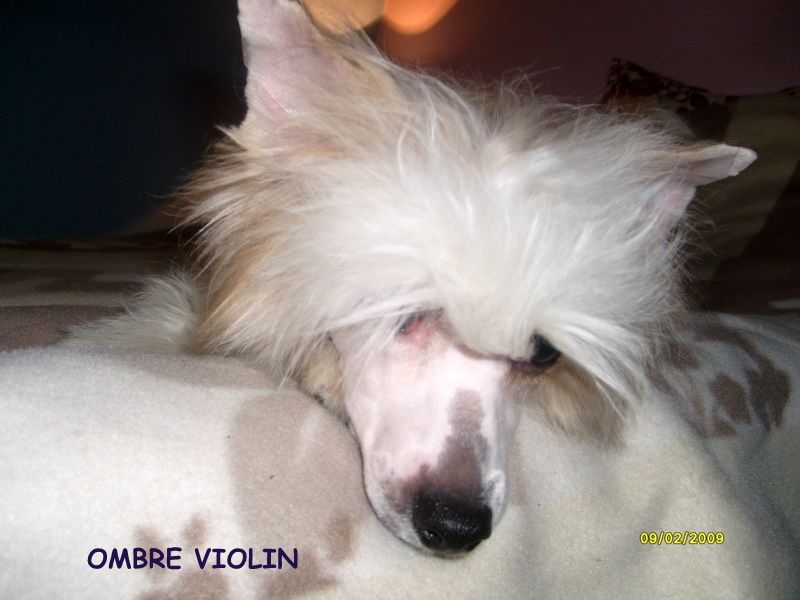 Barbacoma  (fci)Ombre Violin