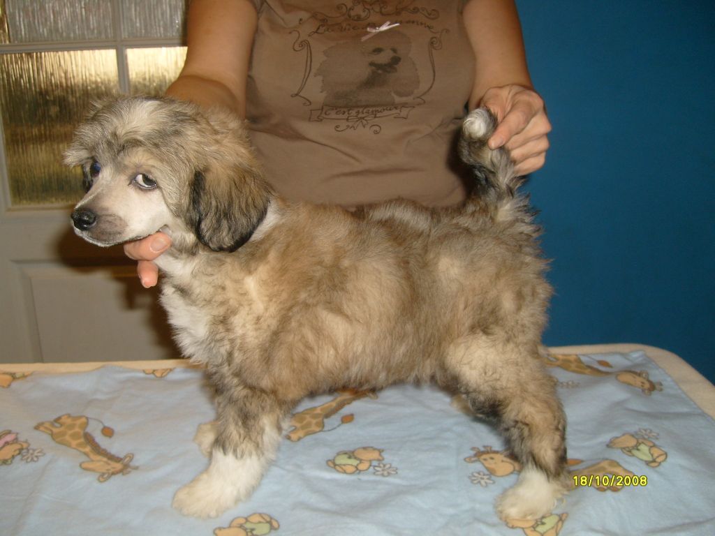 Barbacoma (fci) Ordo Primus