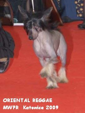 Barbacoma(fci) Oriental Reggae