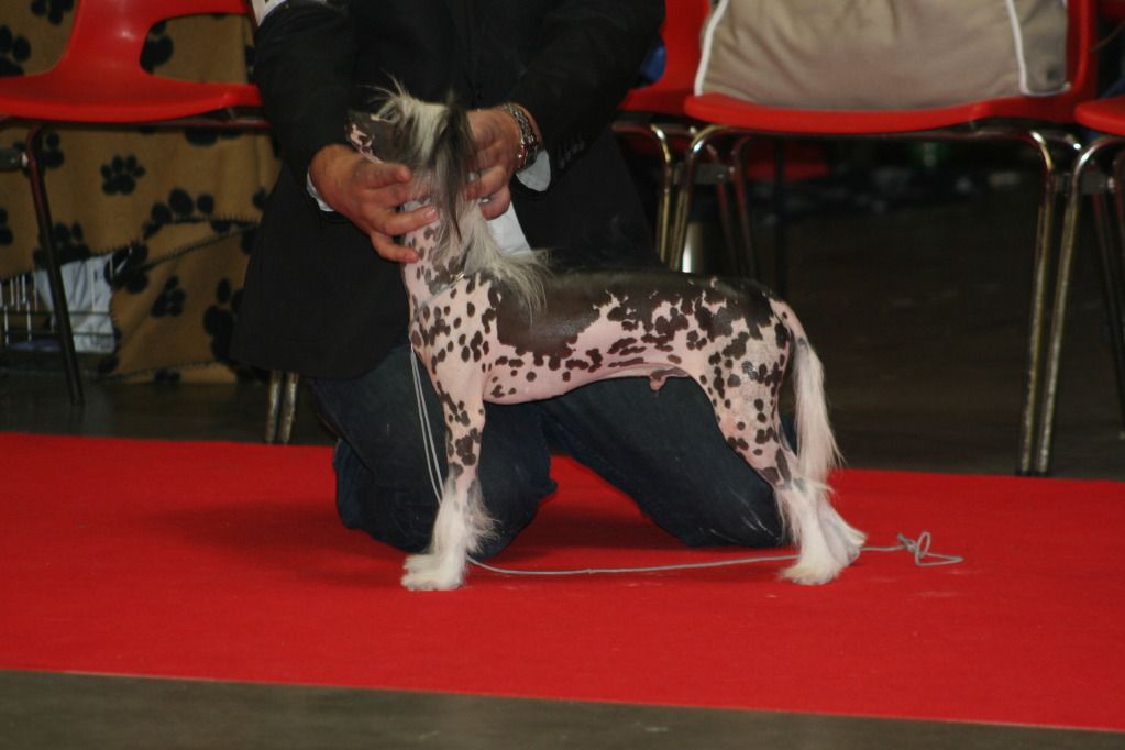 Taijan Dreamer Okaido